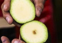 Productores de Michoacán queman 52 toneladas de aguacate por presunta presencia de gusano