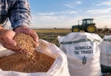 Destinará Tamaulipas 60 millones para semilla de trigo y sorgo
